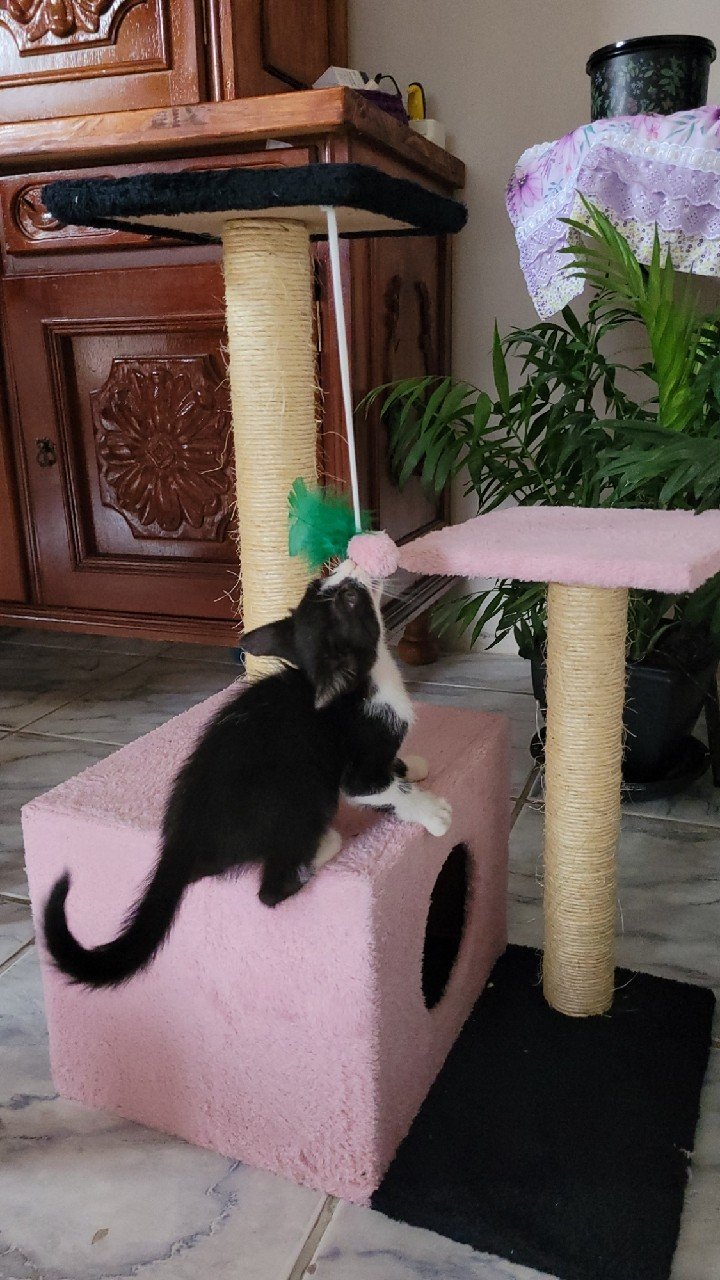 Arranhador Toca Para Gato